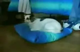 XXX バディ若いJavanese誓うスキニーティーンと巨根クソいくつかの投稿 エロ アニメ 女 と 女